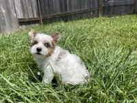 Hattie , a female Yorkshire Terrier for sale in Houston, TX – 3 of 7