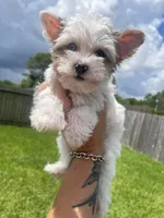 Diamond, a female Yorkshire Terrier for sale in Houston, TX – 2 of 10