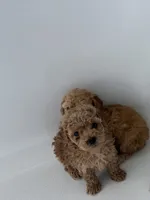 Hanna , a female Poodle - Toy  for sale in Houston, TX – 3 of 10