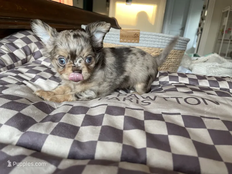 AKC DREAM  – Chihuahua puppy for sale in Houston, TX