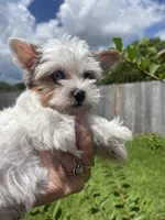 Diamond, a female Yorkshire Terrier for sale in Houston, TX – 8 of 10