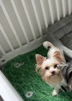 White Chocolate , a female Yorkshire Terrier for sale in Houston, TX – 2 of 6