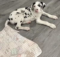 Diamond, a female Great Dane for sale in Houston, TX – Photo 7 of 7