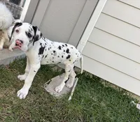 Diamond, a female Great Dane for sale in Houston, TX – Photo 5 of 7