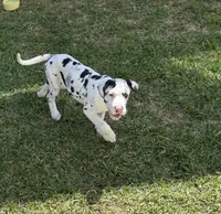 Diamond, a female Great Dane for sale in Houston, TX – Photo 4 of 7