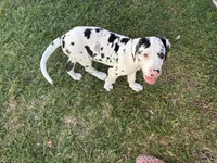 Diamond, a female Great Dane for sale in Houston, TX – Photo 3 of 7