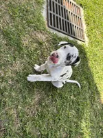 Diamond, a female Great Dane for sale in Houston, TX – Photo 2 of 7