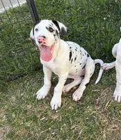 Diamond, a female Great Dane for sale in Houston, TX – Photo 1 of 7