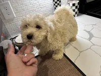 Mango, a female Cavapoo for sale in Houston, TX – Photo 6 of 8