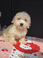 Mango, a female Cavapoo for sale in Houston, TX – Photo 2 of 8