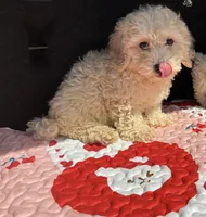 Mango, a female Cavapoo for sale in Houston, TX – Photo 1 of 8