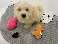 Mango, a female Cavapoo for sale in Houston, TX – Photo 5 of 8