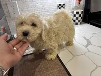 Mango, a female Cavapoo for sale in Houston, TX – Photo 7 of 8