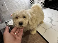 Mango, a female Cavapoo for sale in Houston, TX – Photo 4 of 8