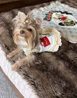 AKC Abby , a female Yorkshire Terrier for sale in Houston, TX – 4 of 10
