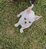Apple head Blu , a male Chihuahua for sale in Houston, TX – 3 of 10