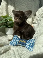 AKC Pecan , a male Chihuahua for sale in Houston, TX – 3 of 10