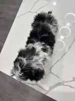 Bridge , a male Cavapoo for sale in Houston, TX – 10 of 10