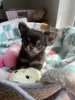 AKC Bliss, a male Chihuahua for sale in Houston, TX – 10 of 10