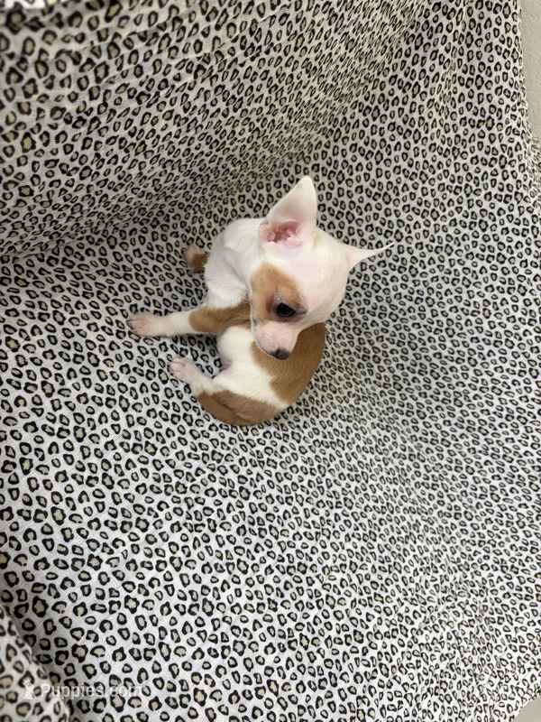 Olivia  – Chihuahua puppy for sale in Houston, TX