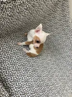XS Olivia , a female Chihuahua for sale in Houston, TX – 7 of 10
