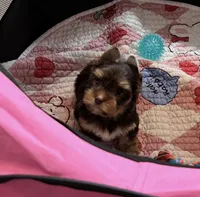 CKC Truffles, a male Yorkshire Terrier for sale in Houston, TX – 1 of 10