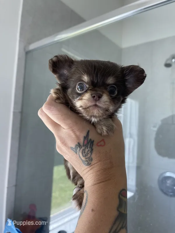 AKC Bliss – Chihuahua puppy for sale in Houston, TX