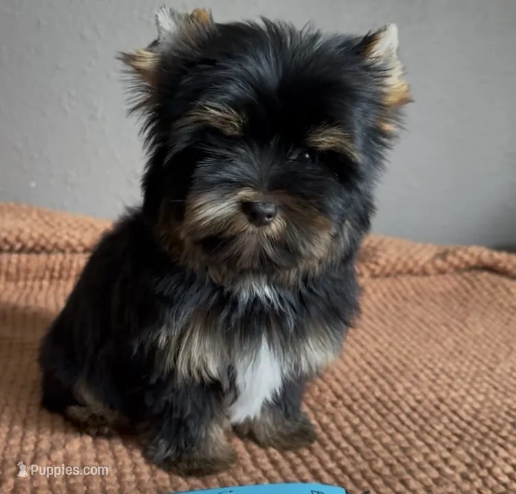 AKC Dollface Duke – Yorkshire Terrier puppy for sale in Houston, TX