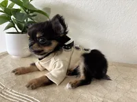 AKC Applehead, a male Chihuahua for sale in Houston, TX – 6 of 10