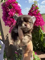 AKC Bliss, a male Chihuahua for sale in Houston, TX – 7 of 10