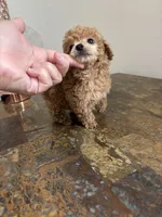 AKC RED , a male Poodle - Toy  for sale in Houston, TX – 4 of 9