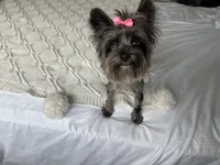 Merle , a female Yorkshire Terrier for sale in Houston, TX – 5 of 10