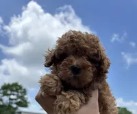 Sebastian , a male Poodle - Toy  for sale in Houston, TX – 4 of 7