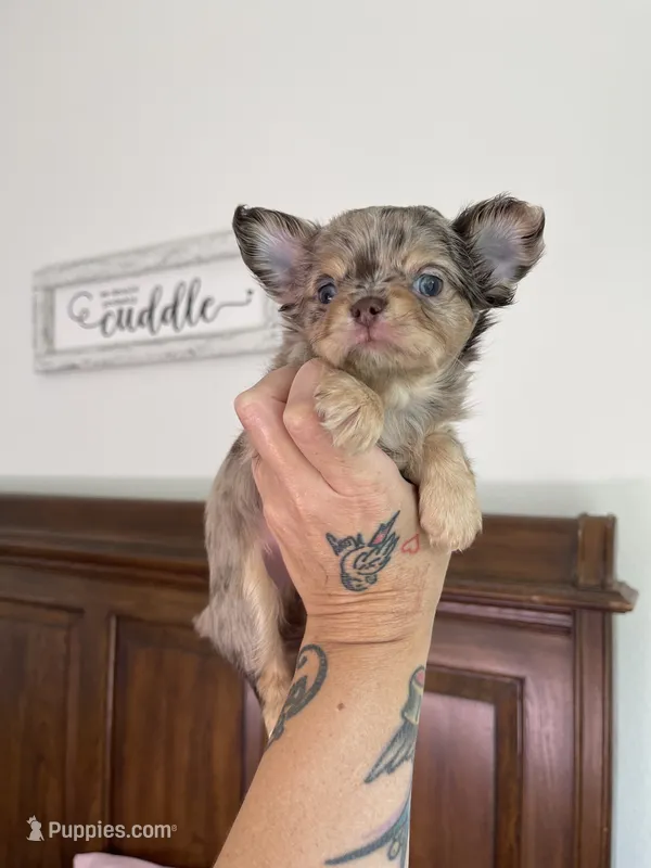 AKC DREAM  – Chihuahua puppy for sale in Houston, TX