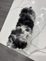 Bridge , a male Cavapoo for sale in Austin, TX – Photo 9 of 10