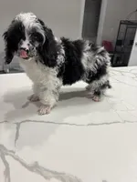 Bridge , a male Cavapoo for sale in Austin, TX – Photo 8 of 10