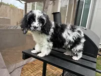 Bridge , a male Cavapoo for sale in Austin, TX – Photo 6 of 10