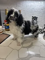 Bridge , a male Cavapoo for sale in Austin, TX – Photo 7 of 10