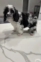 Bridge , a male Cavapoo for sale in Austin, TX – Photo 2 of 10