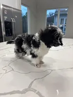 Bridge , a male Cavapoo for sale in Austin, TX – Photo 3 of 10