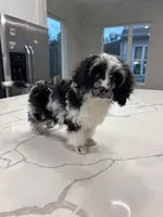 Bridge , a male Cavapoo for sale in Austin, TX – Photo 4 of 10