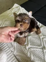 AKC Chocolate , a male Yorkshire Terrier for sale in Houston, TX – 5 of 7