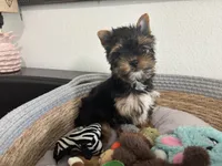 AKC Dollface, a male Yorkshire Terrier for sale in Houston, TX – 5 of 10