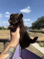 AKC Bliss, a male Chihuahua for sale in Houston, TX – 6 of 10