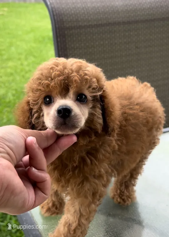 Sebastian  – Poodle - Toy  puppy for sale in Houston, TX