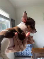 Ollie , a male Chihuahua for sale in Houston, TX – 5 of 9
