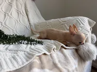 Full AKC Micro Apple head, a female Chihuahua for sale in Houston, TX – 2 of 10