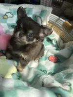 AKC Bliss, a male Chihuahua for sale in Houston, TX – 5 of 10