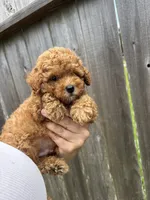Red, a male Poodle - Toy  for sale in Houston, TX – 6 of 10