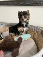 AKC Dollface, a male Yorkshire Terrier for sale in Houston, TX – 3 of 10